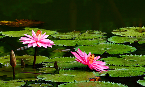 蓮花