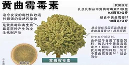 黃曲霉毒素