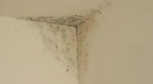 1670662959254441.jpg 墻壁發霉.jpg